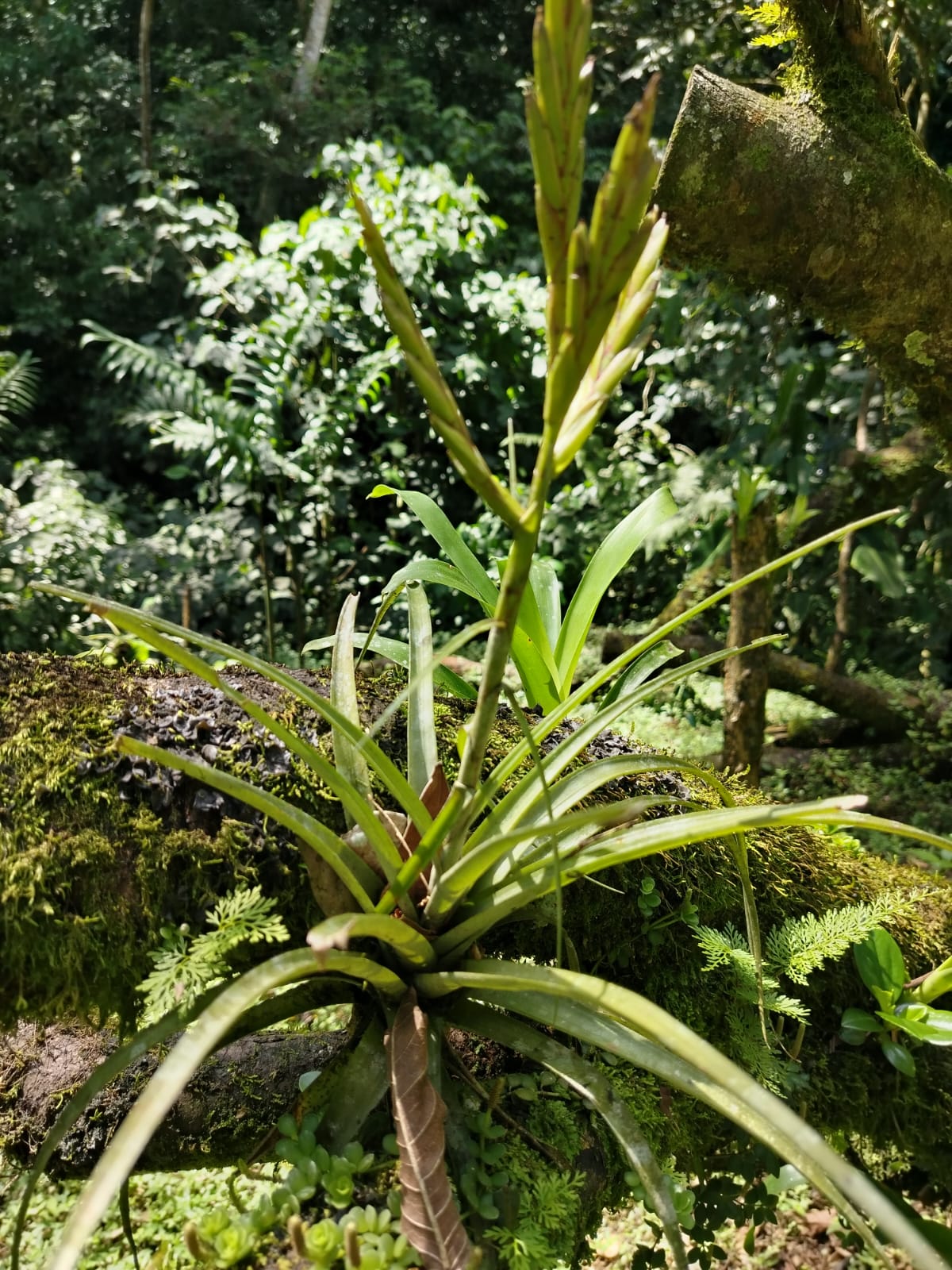 Bromelia