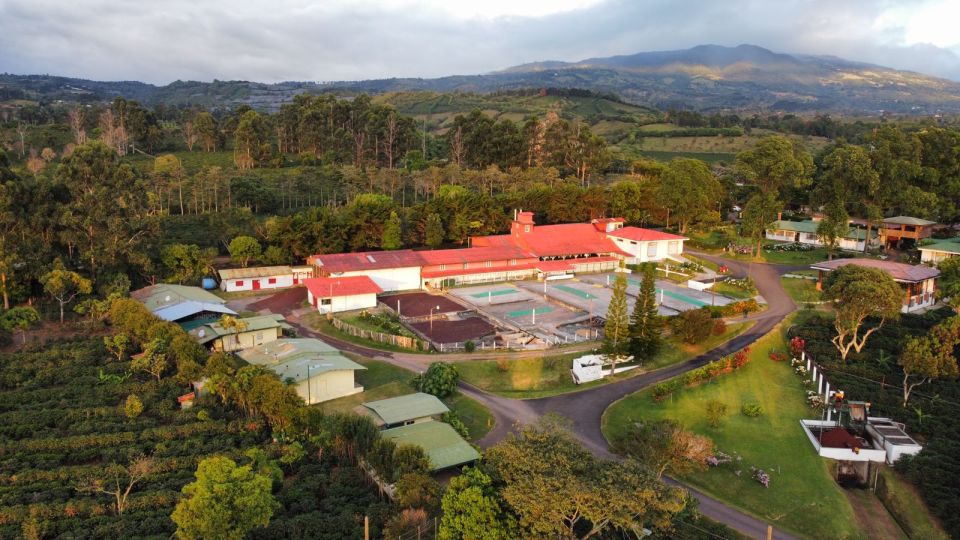 Plantación de café