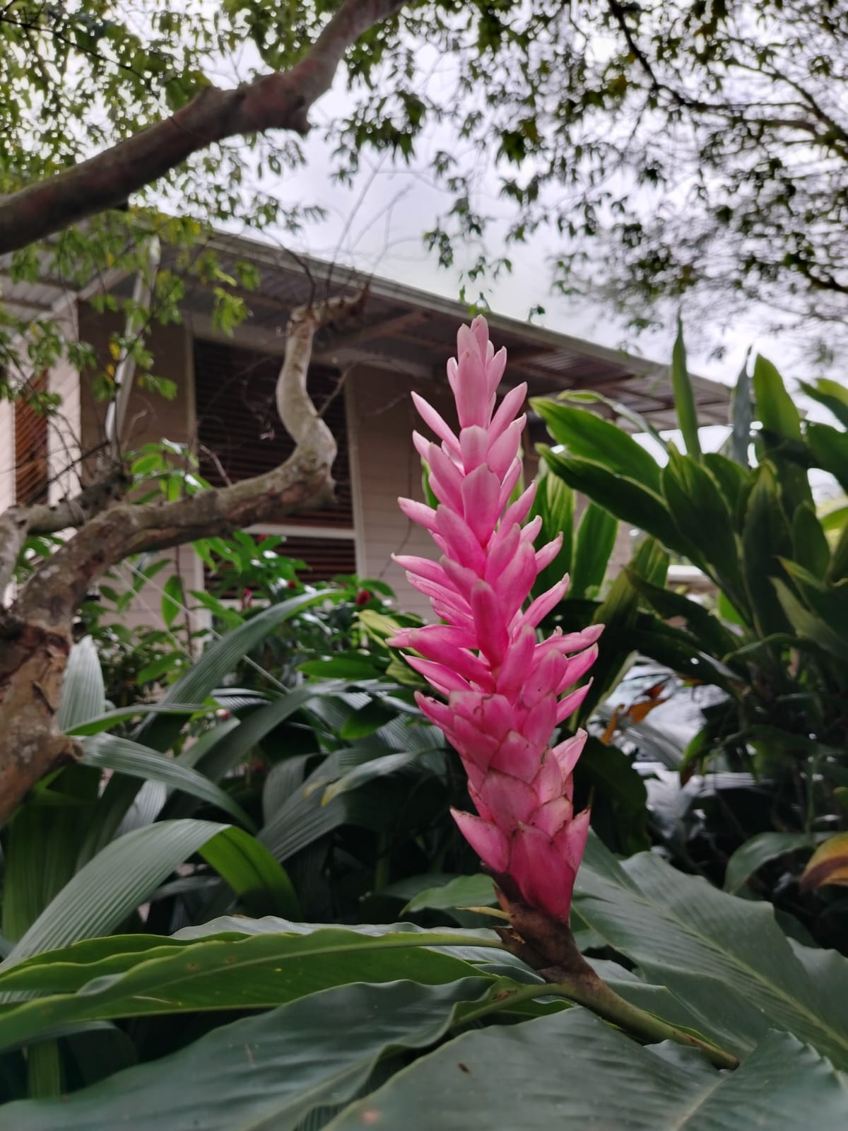 Flor