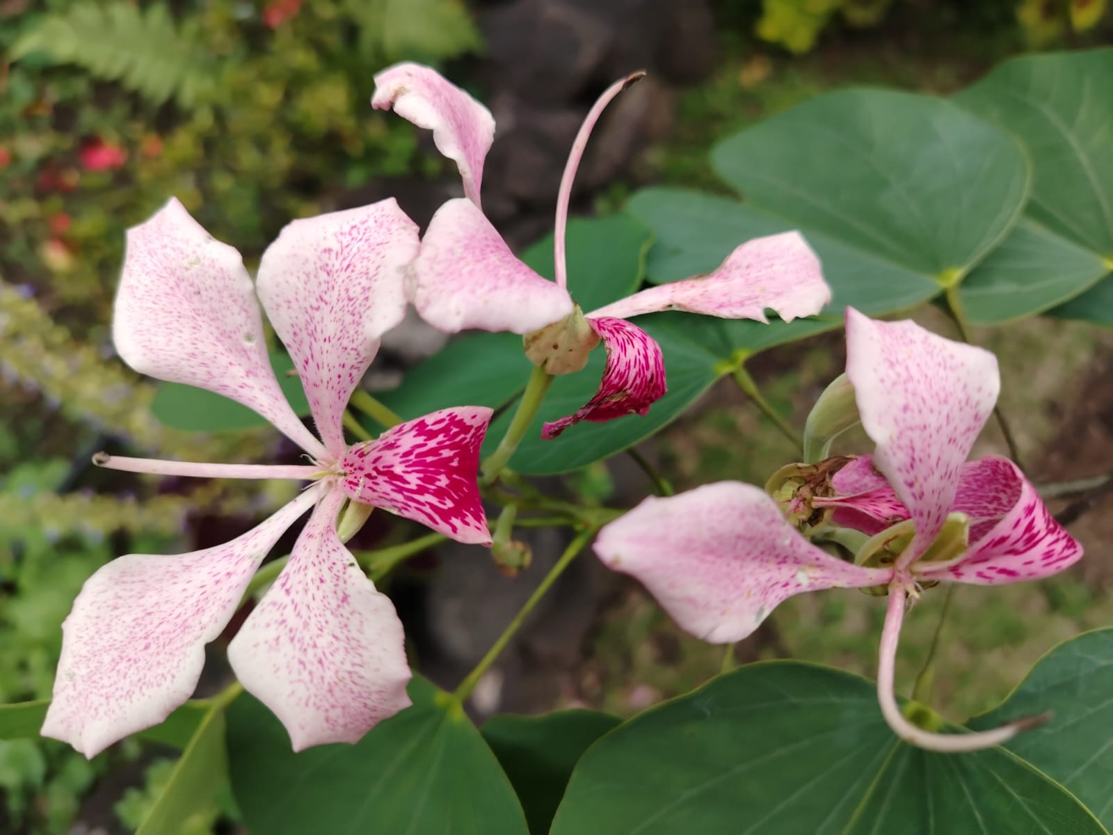 Flor
