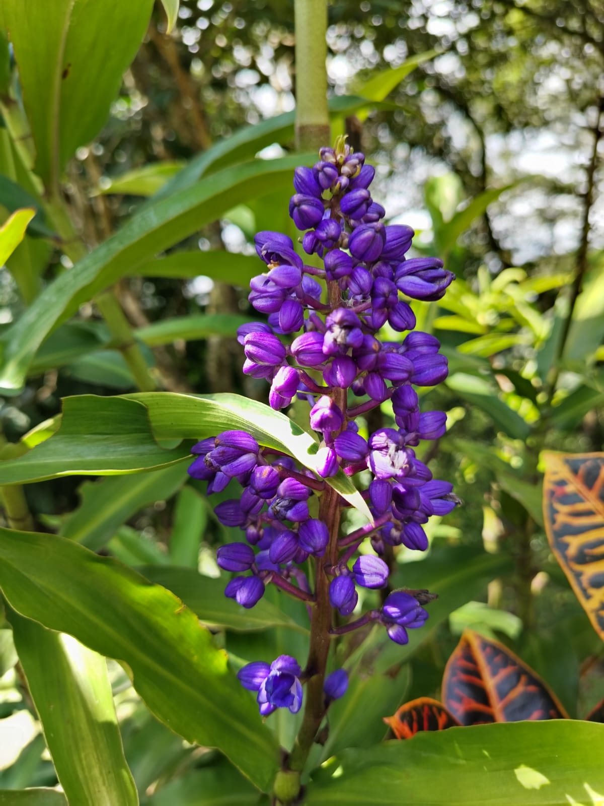 Flor