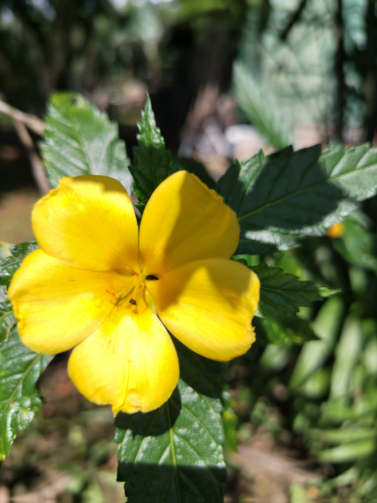 Flor