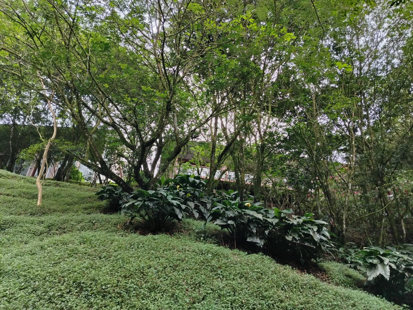 Jardín