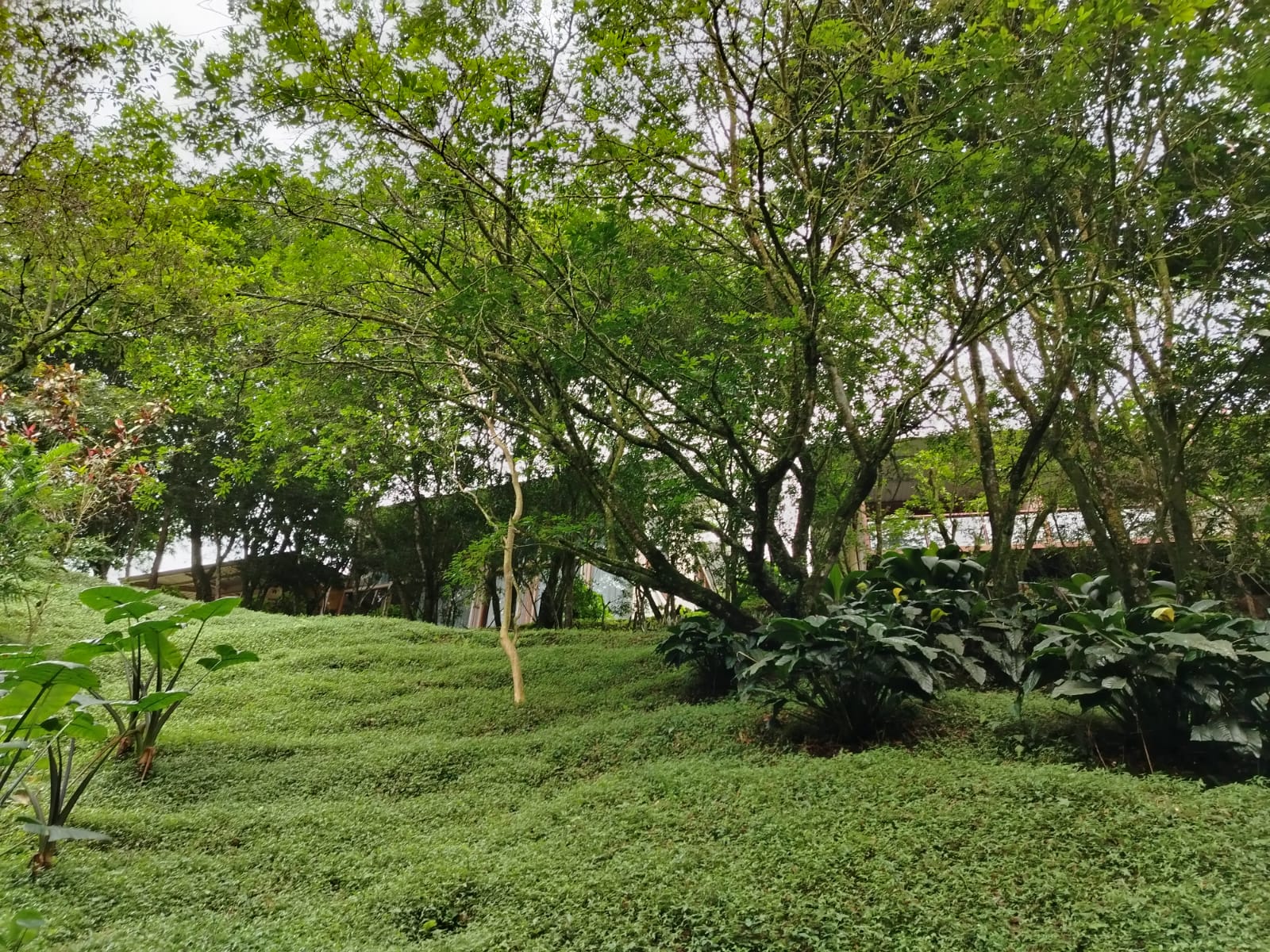 Jardín