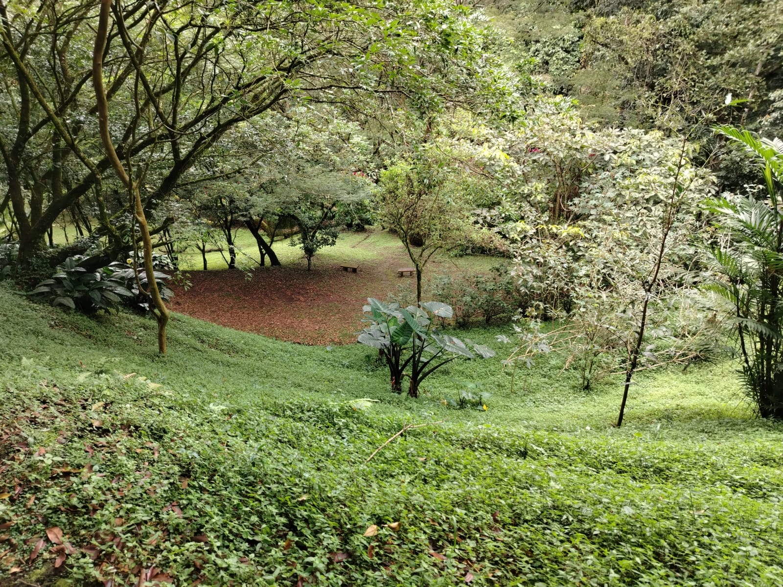Bosque